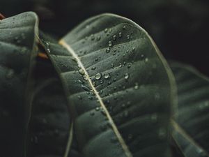 Preview wallpaper leaf, drops, rain, plant, macro