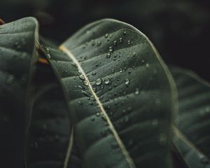 Preview wallpaper leaf, drops, rain, plant, macro