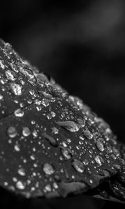 Preview wallpaper leaf, drops, rain, macro, black and white