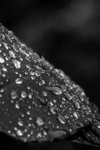 Preview wallpaper leaf, drops, rain, macro, black and white
