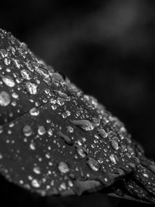 Preview wallpaper leaf, drops, rain, macro, black and white