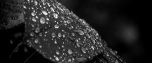 Preview wallpaper leaf, drops, rain, macro, black and white