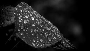 Preview wallpaper leaf, drops, rain, macro, black and white