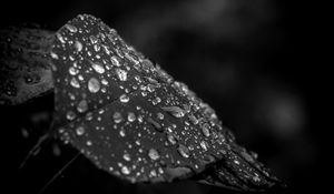 Preview wallpaper leaf, drops, rain, macro, black and white