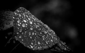 Preview wallpaper leaf, drops, rain, macro, black and white