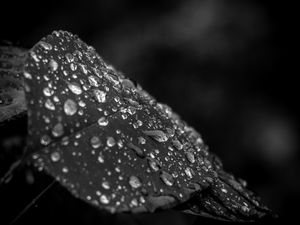 Preview wallpaper leaf, drops, rain, macro, black and white