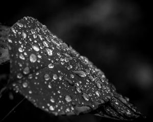 Preview wallpaper leaf, drops, rain, macro, black and white