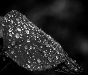 Preview wallpaper leaf, drops, rain, macro, black and white