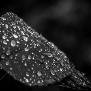 Preview wallpaper leaf, drops, rain, macro, black and white