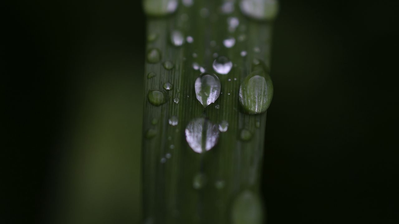 Wallpaper leaf, drops, rain, water, macro