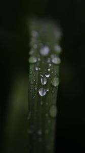 Preview wallpaper leaf, drops, rain, water, macro