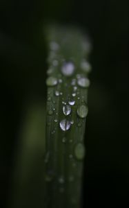 Preview wallpaper leaf, drops, rain, water, macro