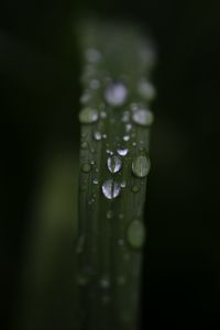 Preview wallpaper leaf, drops, rain, water, macro