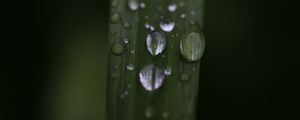 Preview wallpaper leaf, drops, rain, water, macro