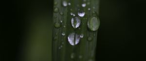Preview wallpaper leaf, drops, rain, water, macro