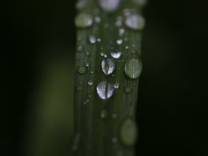 Preview wallpaper leaf, drops, rain, water, macro