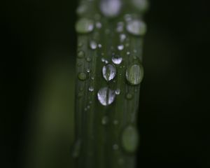Preview wallpaper leaf, drops, rain, water, macro