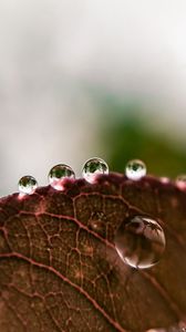 Preview wallpaper leaf, drops, rain, macro