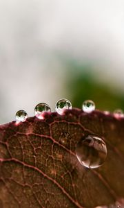 Preview wallpaper leaf, drops, rain, macro