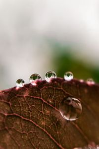 Preview wallpaper leaf, drops, rain, macro