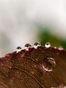 Preview wallpaper leaf, drops, rain, macro