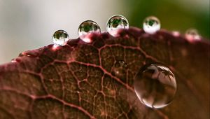 Preview wallpaper leaf, drops, rain, macro