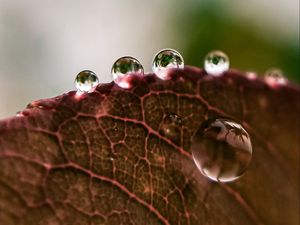 Preview wallpaper leaf, drops, rain, macro