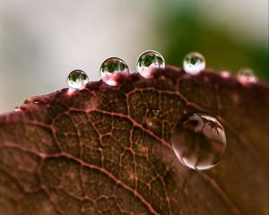 Preview wallpaper leaf, drops, rain, macro