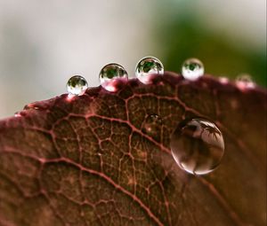 Preview wallpaper leaf, drops, rain, macro