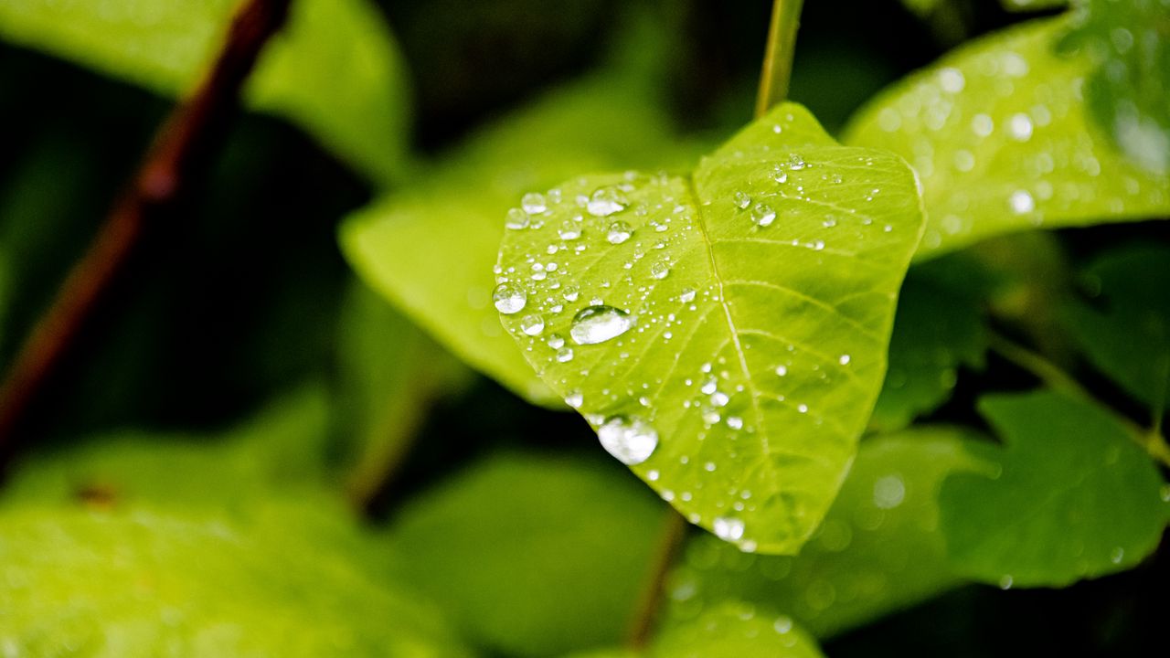 Wallpaper leaf, drops, rain, macro, plants