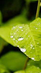 Preview wallpaper leaf, drops, rain, macro, plants