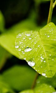 Preview wallpaper leaf, drops, rain, macro, plants