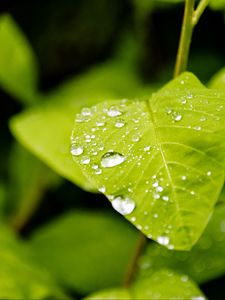 Preview wallpaper leaf, drops, rain, macro, plants