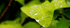 Preview wallpaper leaf, drops, rain, macro, plants