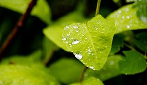 Preview wallpaper leaf, drops, rain, macro, plants