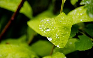 Preview wallpaper leaf, drops, rain, macro, plants