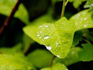 Preview wallpaper leaf, drops, rain, macro, plants