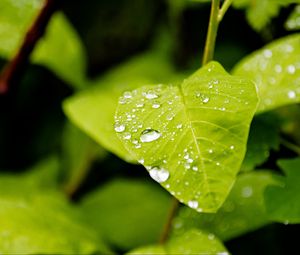 Preview wallpaper leaf, drops, rain, macro, plants