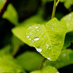 Preview wallpaper leaf, drops, rain, macro, plants