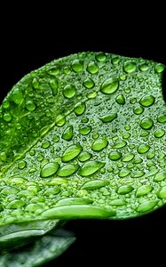 Preview wallpaper leaf, drops, rain, macro, green