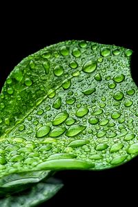 Preview wallpaper leaf, drops, rain, macro, green
