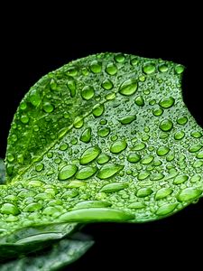 Preview wallpaper leaf, drops, rain, macro, green