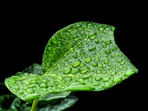 Preview wallpaper leaf, drops, rain, macro, green