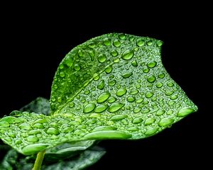 Preview wallpaper leaf, drops, rain, macro, green