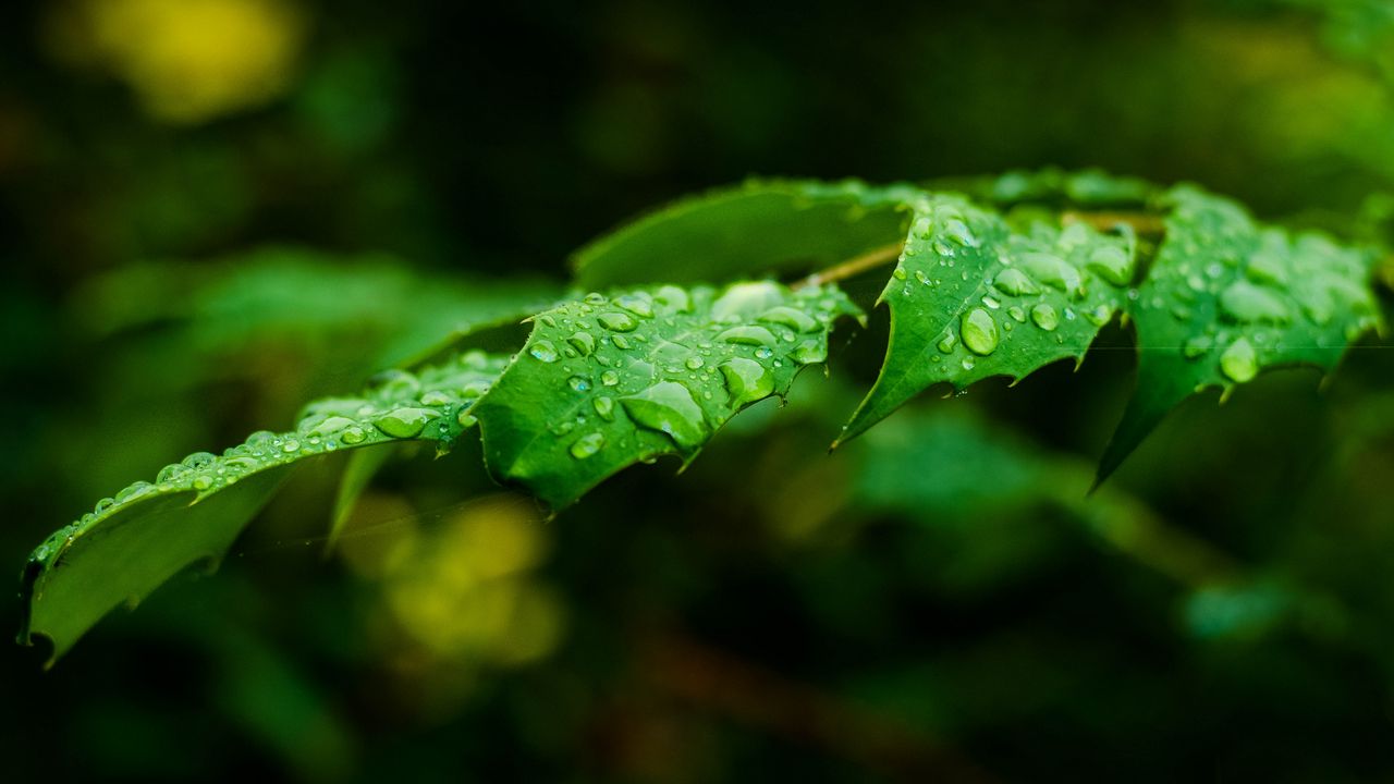 Wallpaper leaf, drops, rain, branch, macro