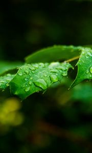Preview wallpaper leaf, drops, rain, branch, macro