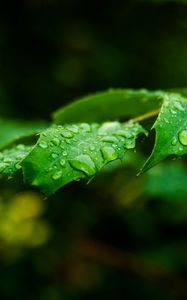 Preview wallpaper leaf, drops, rain, branch, macro