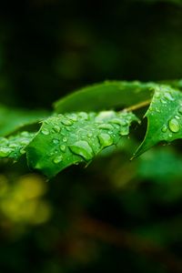 Preview wallpaper leaf, drops, rain, branch, macro