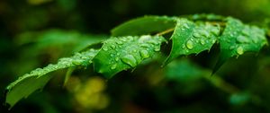 Preview wallpaper leaf, drops, rain, branch, macro