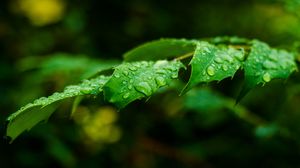 Preview wallpaper leaf, drops, rain, branch, macro
